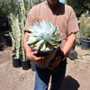 Giant Chalk Dudleya ‘Dudleya brittonii’