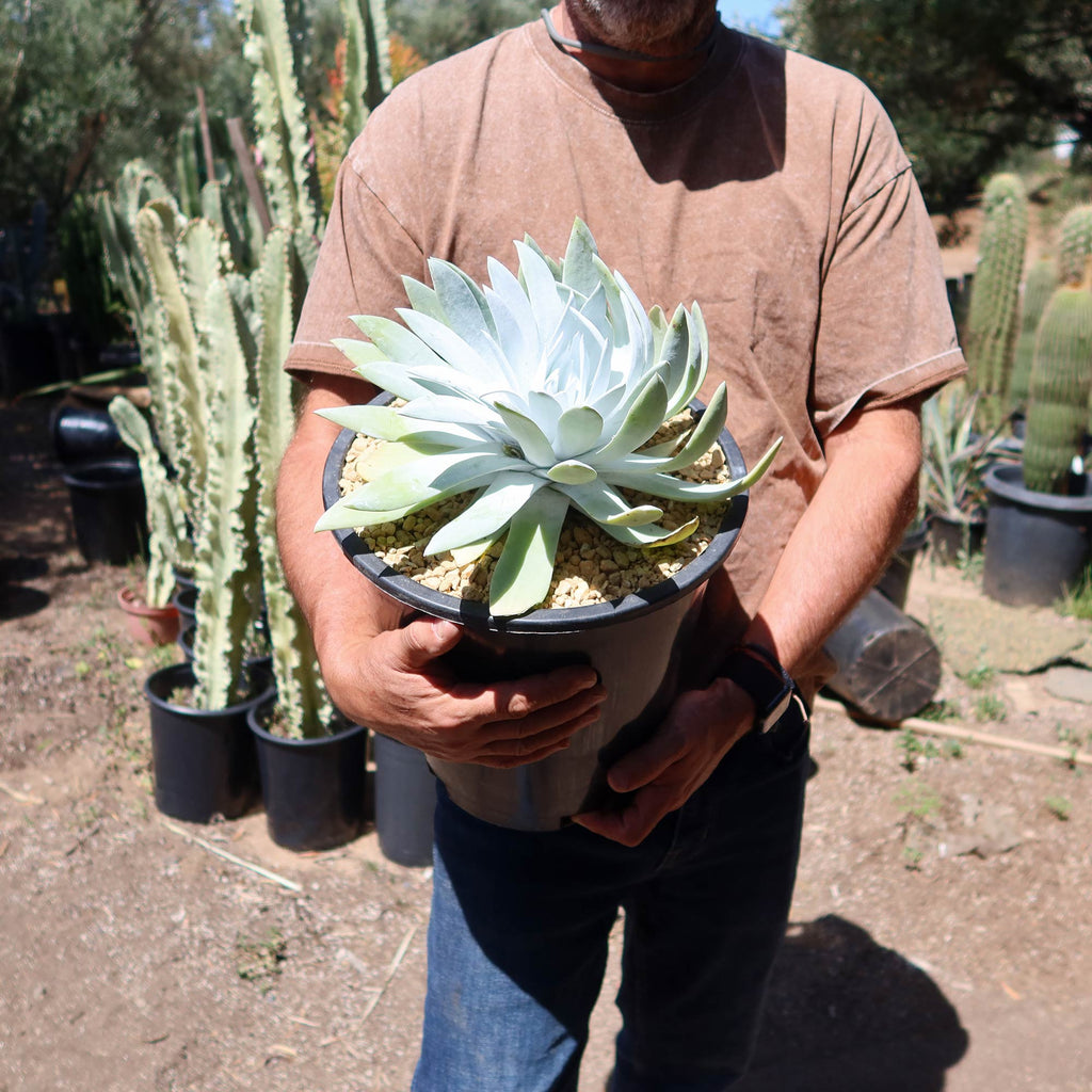 Giant Chalk Dudleya ‘Dudleya brittonii’