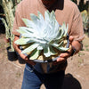 Giant Chalk Dudleya ‘Dudleya brittonii’