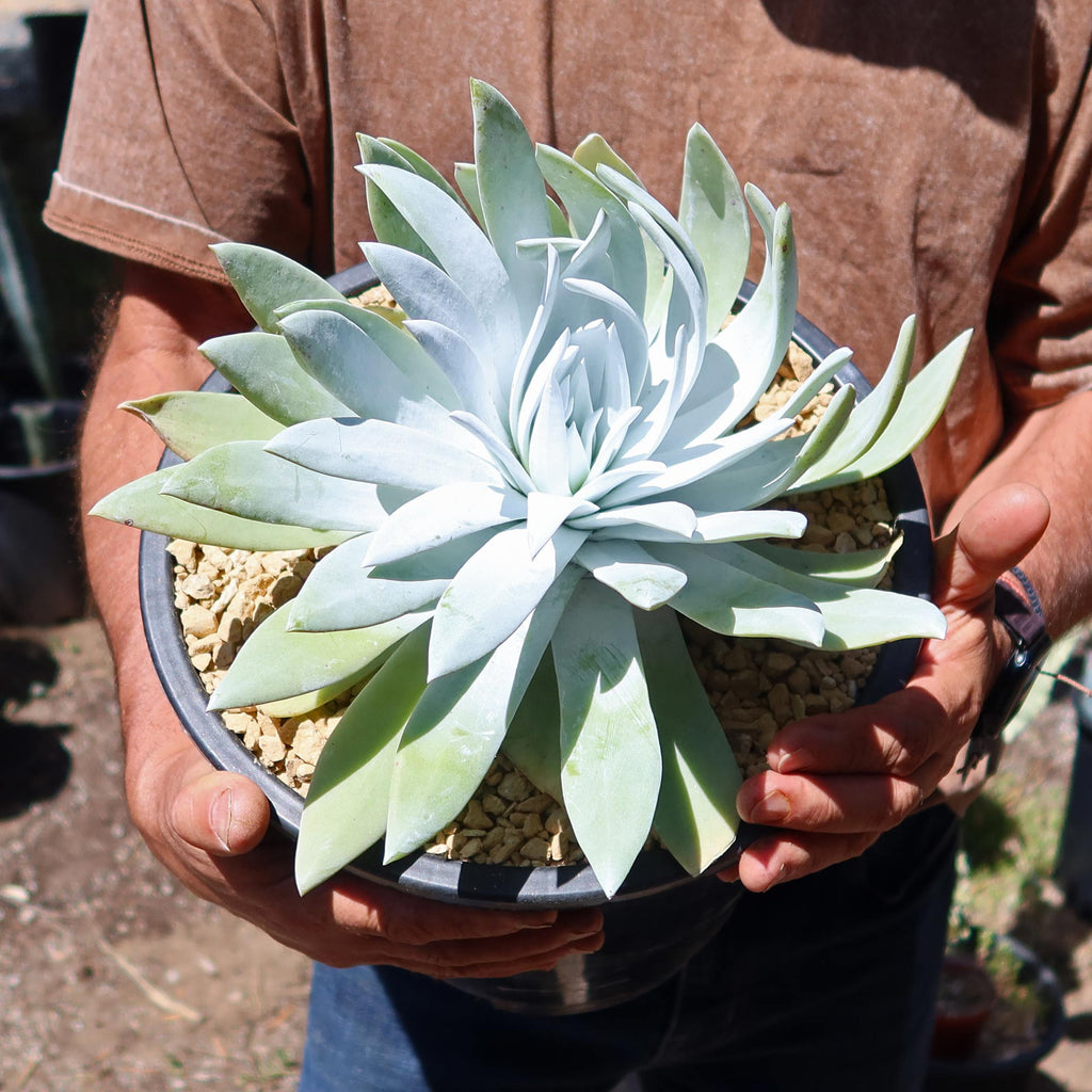Giant Chalk Dudleya ‘Dudleya brittonii’