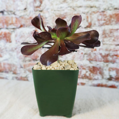 Giant Red Aeonium 'Cyclops'