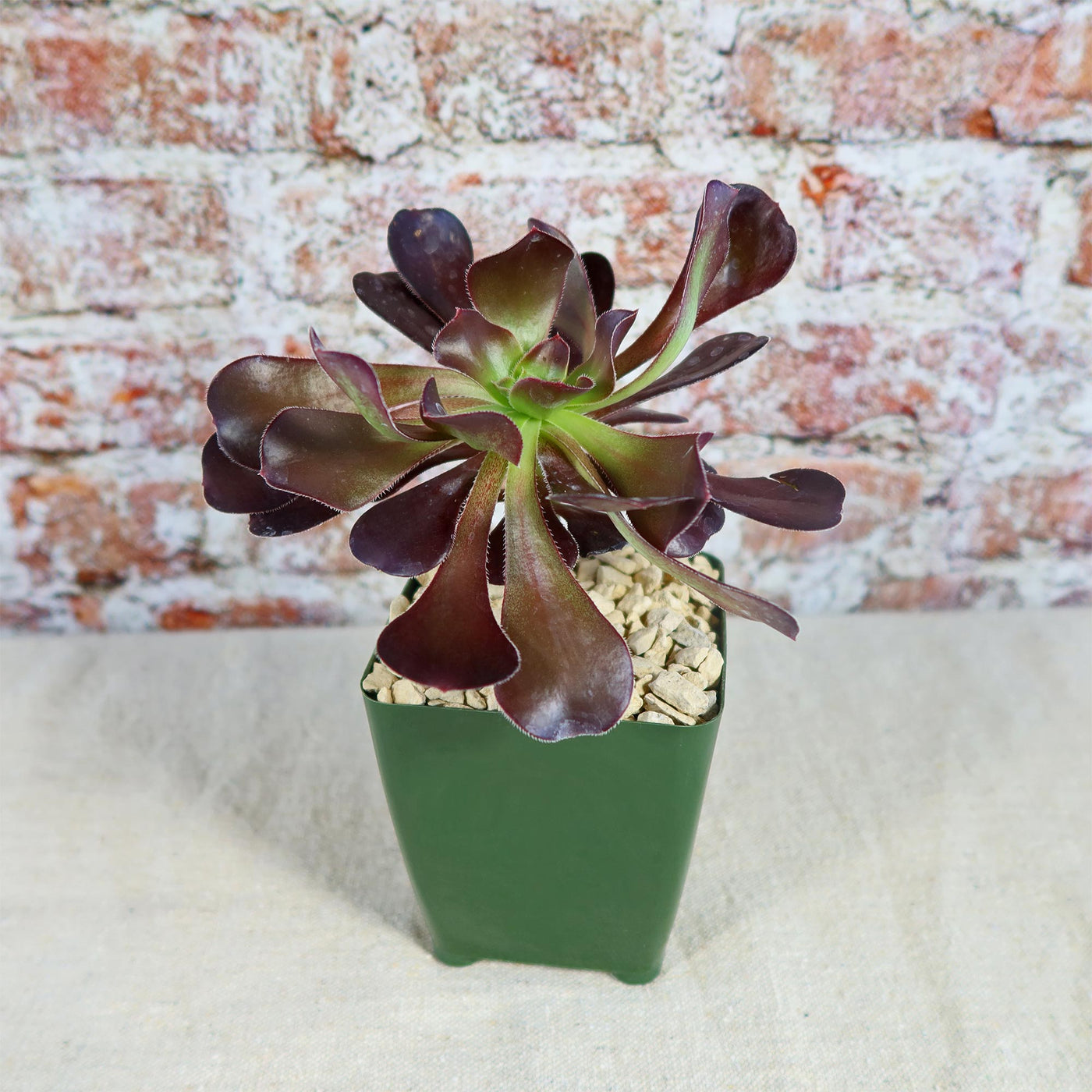 cyclops succulent Giant Red Aeonium 'Cyclops' 3 Gal