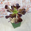Giant Red Aeonium &
