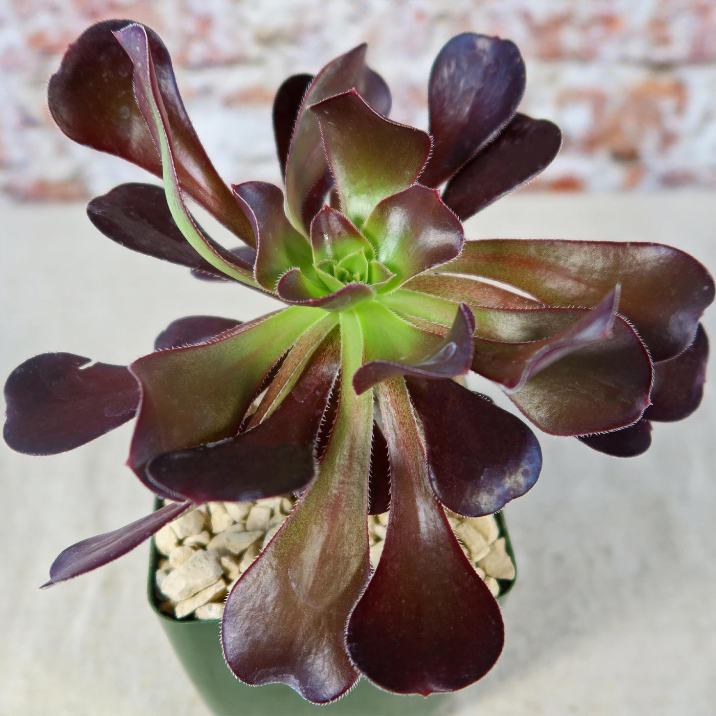 cyclops succulent Giant Red Aeonium 'Cyclops'
