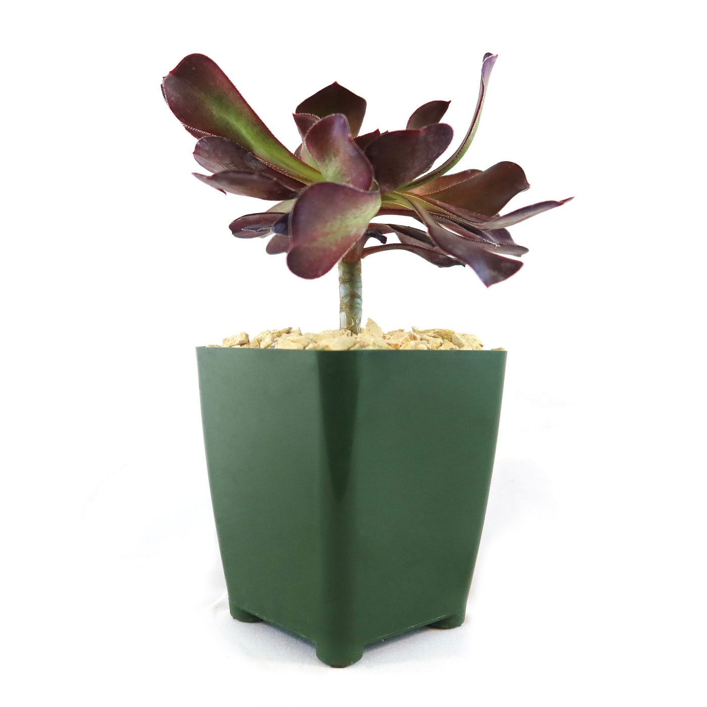 Giant Red Aeonium 'Cyclops'