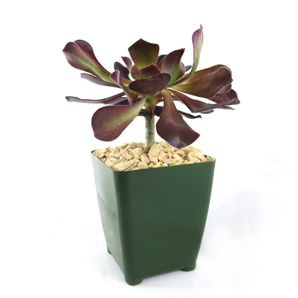 Giant Red Aeonium &