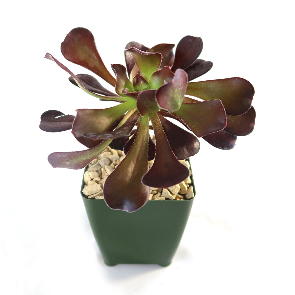 Giant Red Aeonium &