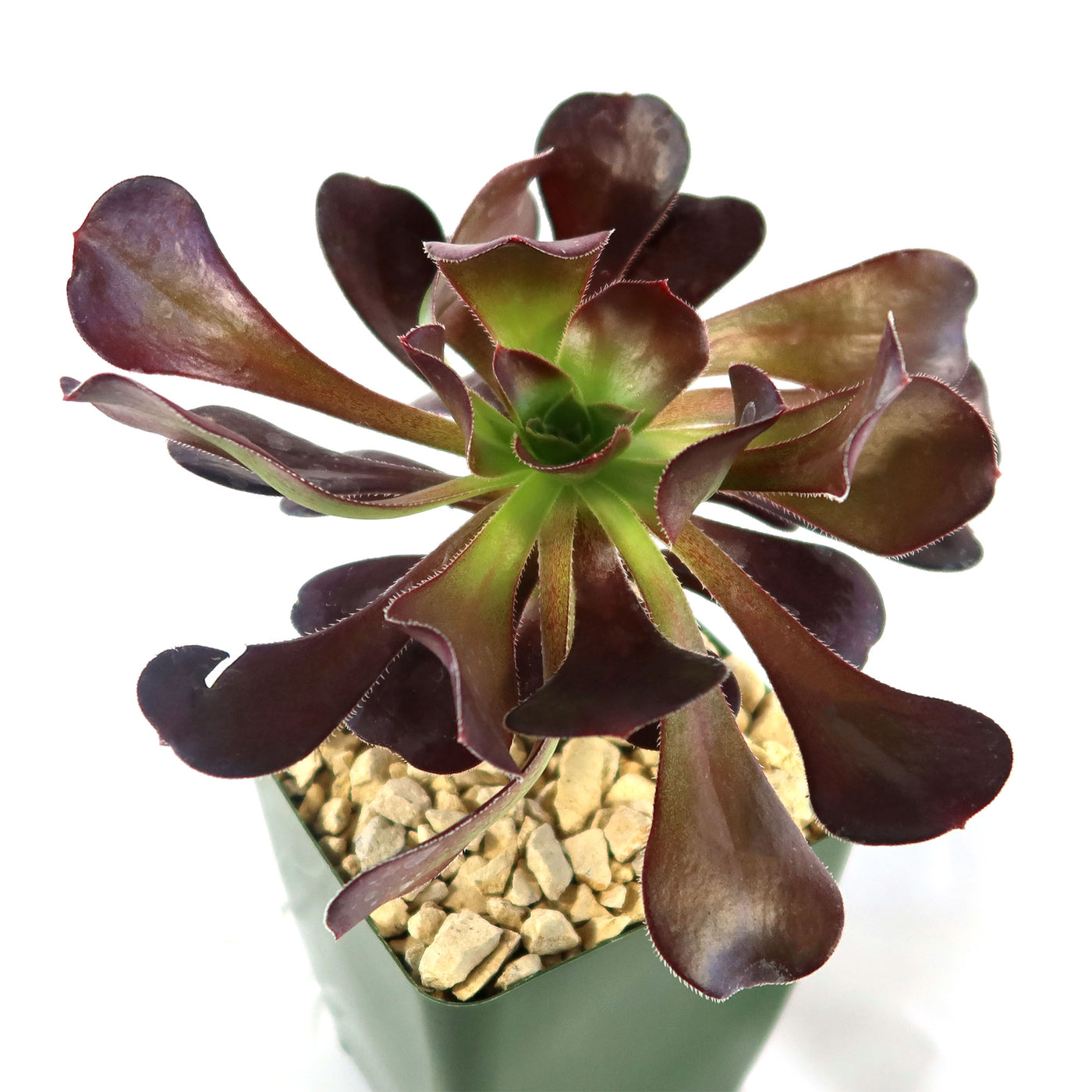 Giant Red Aeonium 'Cyclops'