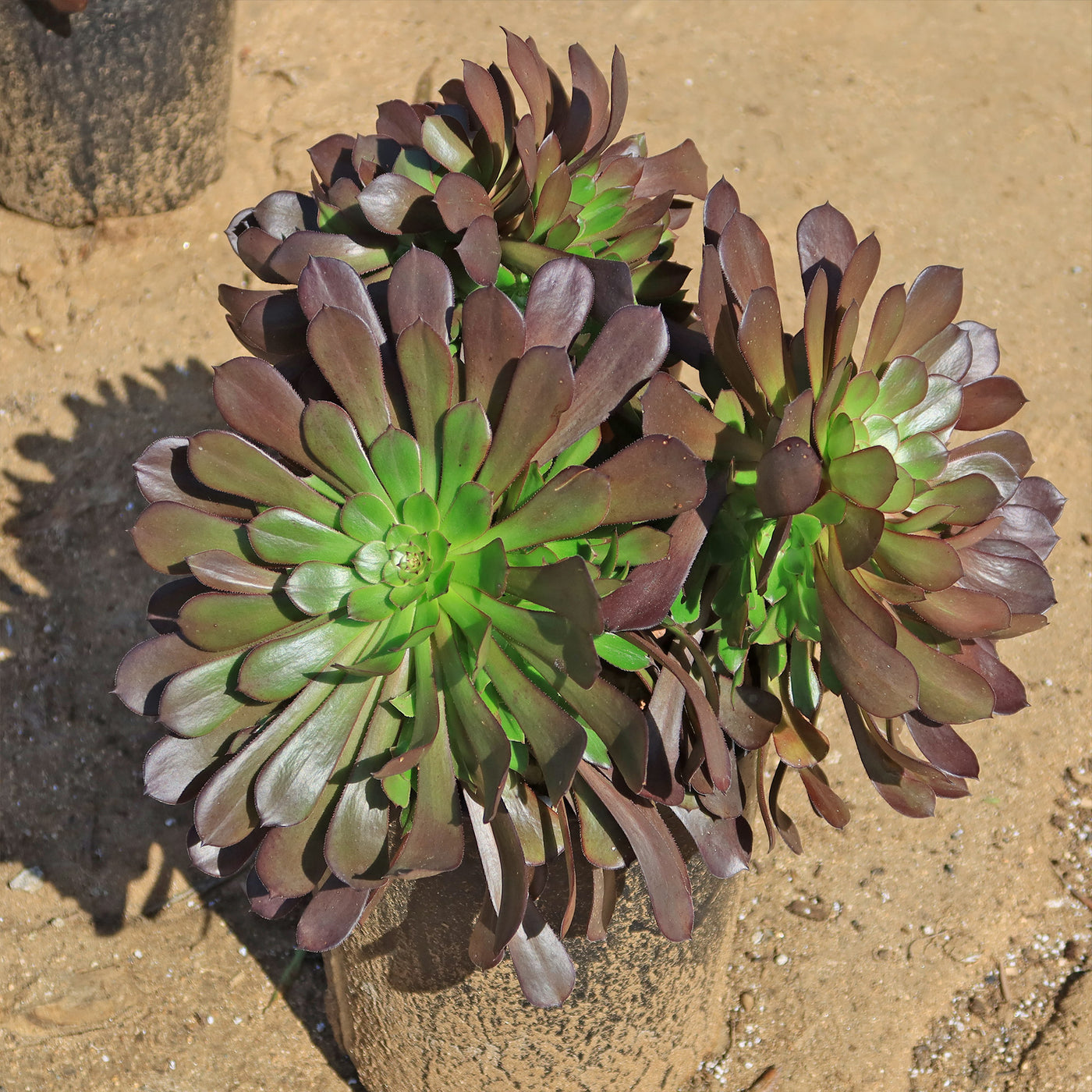 cyclops succulent Giant Red Aeonium 'Cyclops'