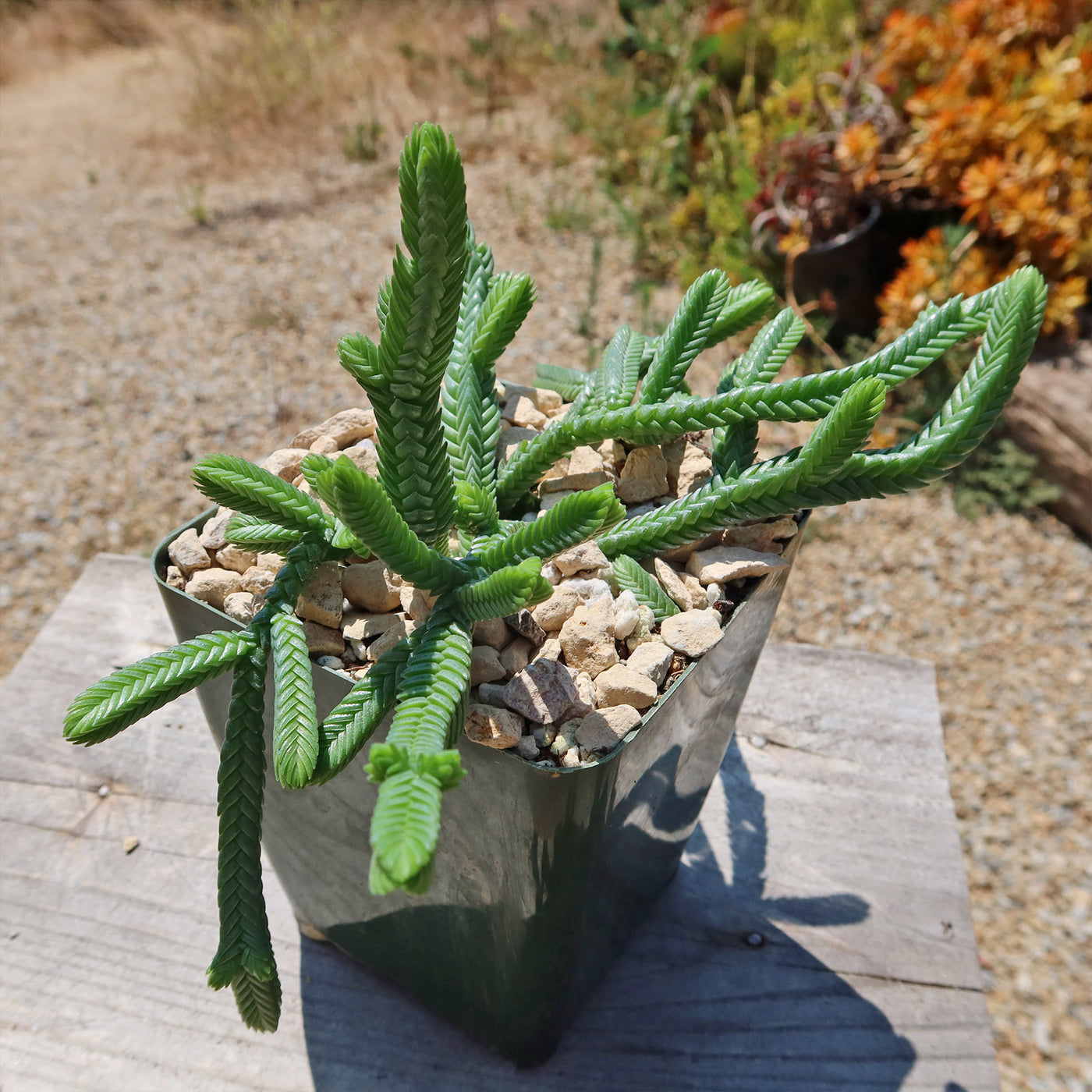 Giant Watch Chain Succulent ‘Crassula imperialis’