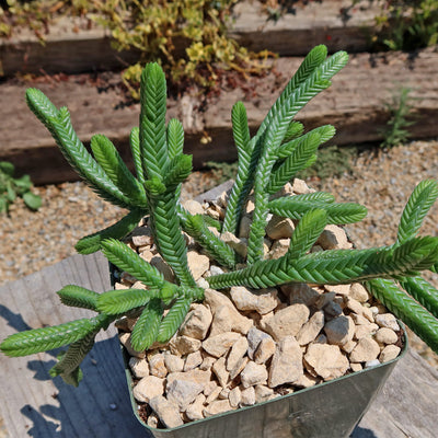 Giant Watch Chain Succulent ‘Crassula imperialis’