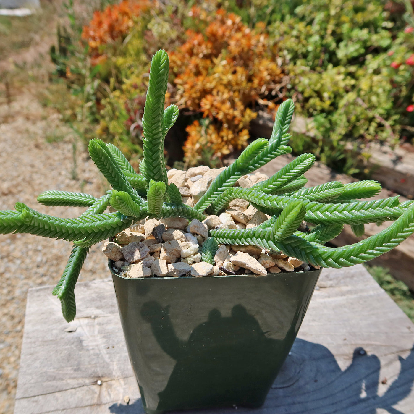 Giant Watch Chain Succulent ‘Crassula imperialis’