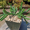 Giant Watch Chain Succulent ‘Crassula imperialis’