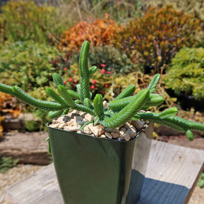 Giant Watch Chain Succulent ‘Crassula imperialis’