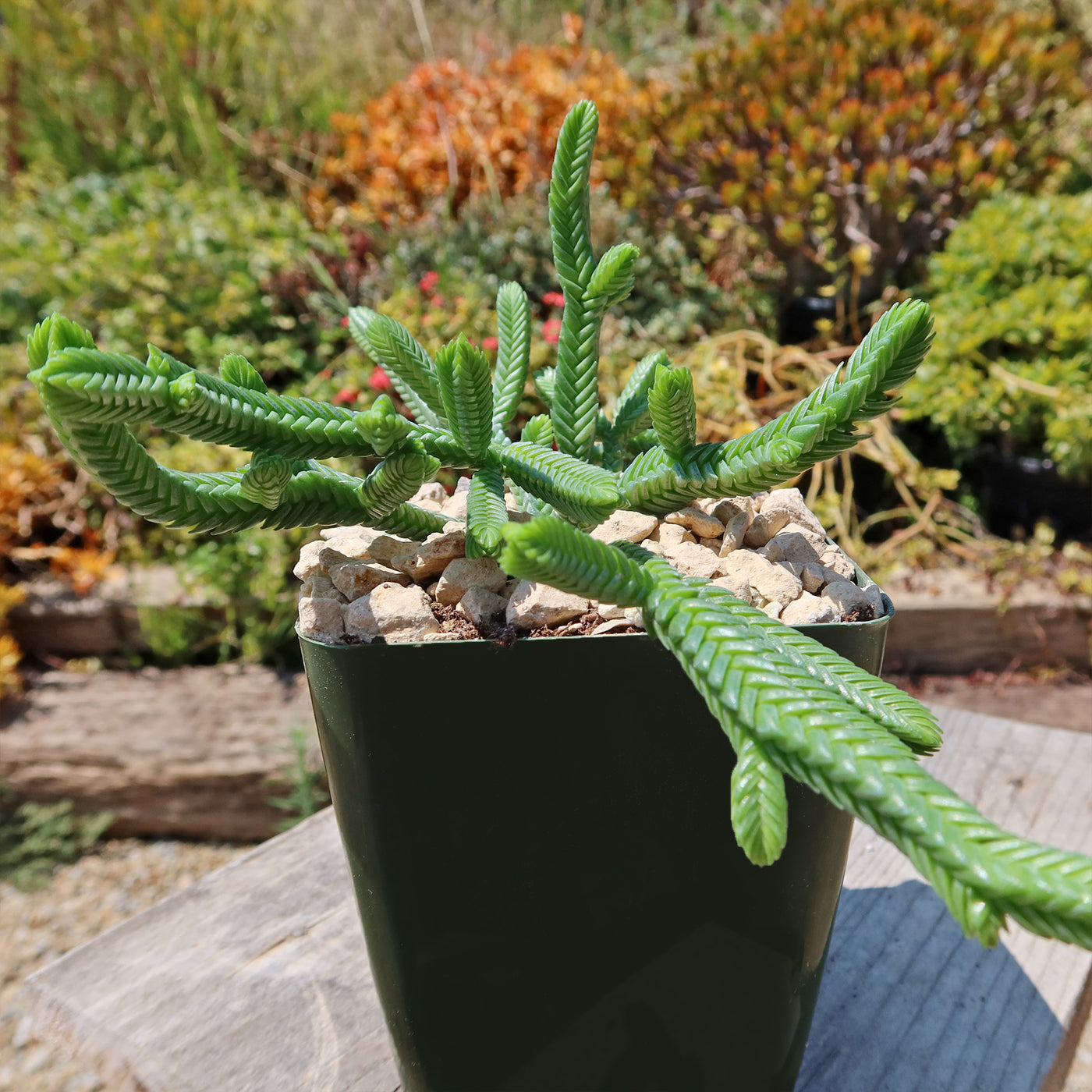 watch chain plant hanging Shop 'Crassula imperialis – Giant Watch Chain Succulent' Care and Info