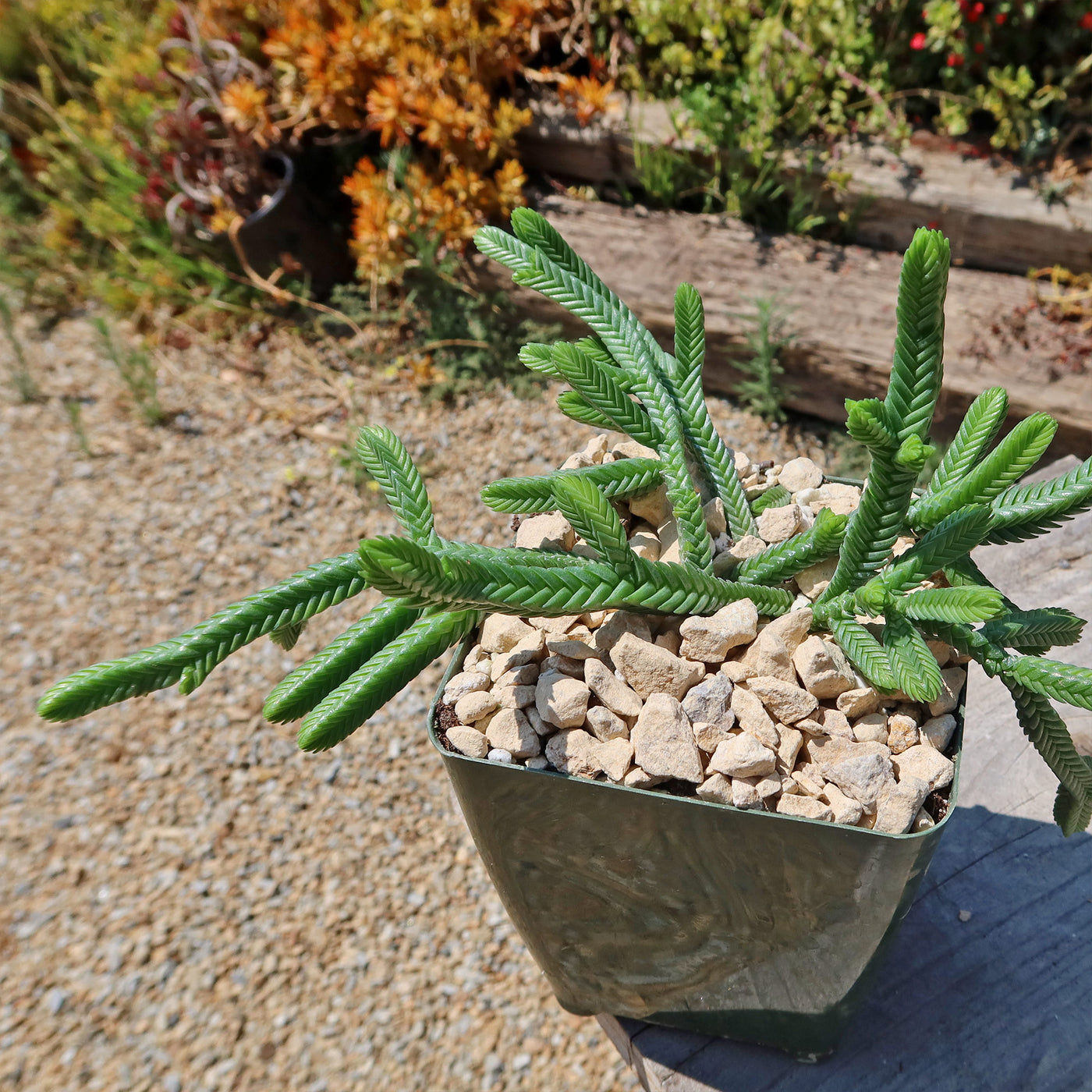 Giant Watch Chain Succulent ‘Crassula imperialis’