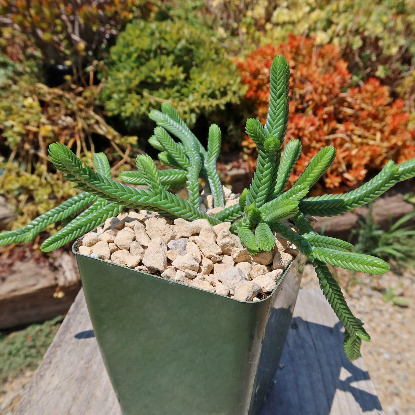 Giant Watch Chain Succulent ‘Crassula imperialis’