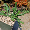 Giant Watch Chain Succulent ‘Crassula imperialis’