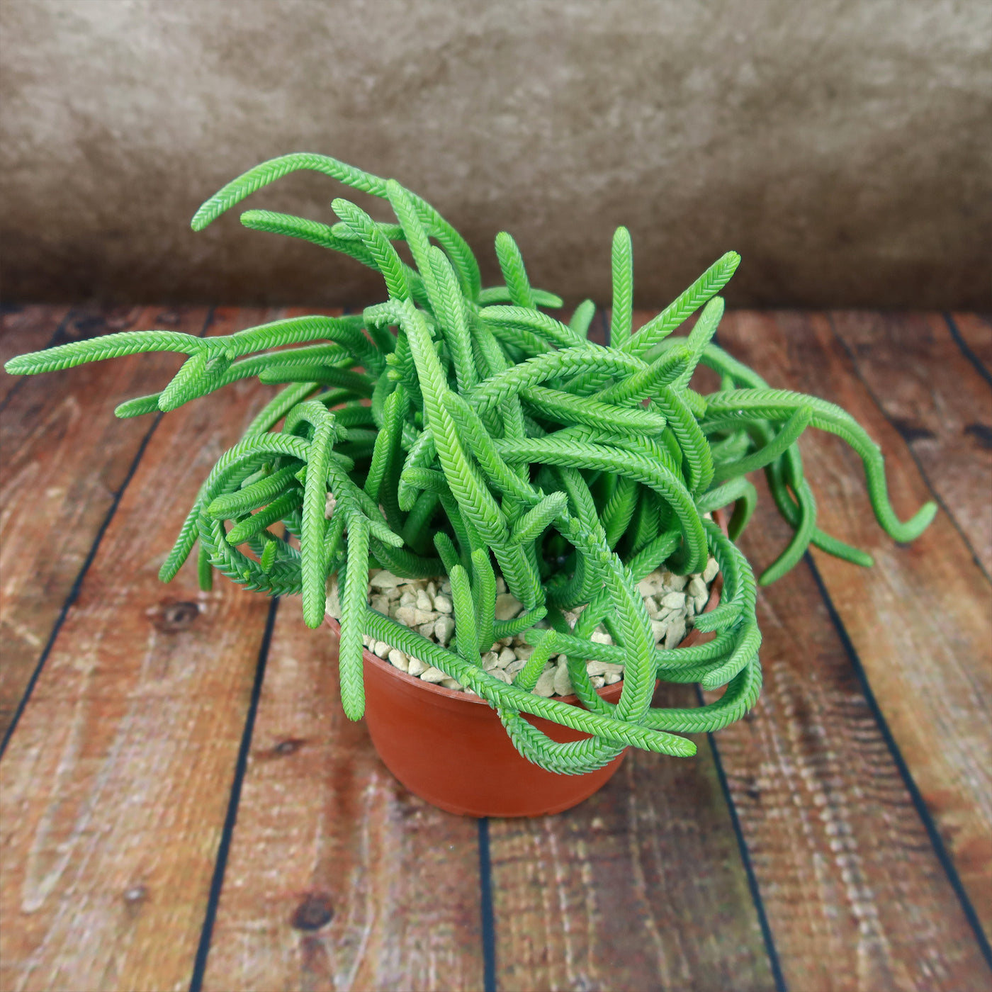 watch chain plant hanging Giant Watch Chain Succulent ‘Crassula imperialis’ 4" Pot