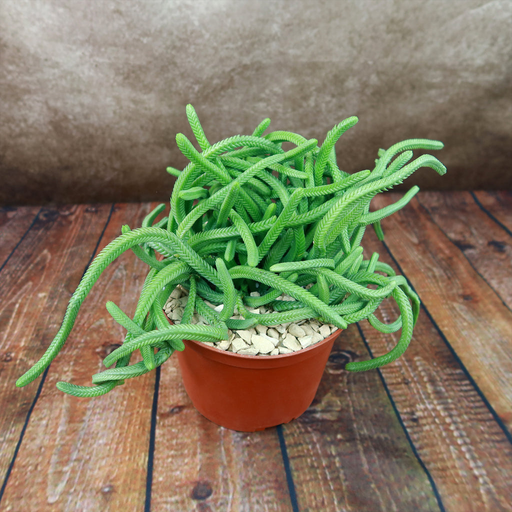 Giant Watch Chain Succulent ‘Crassula imperialis’