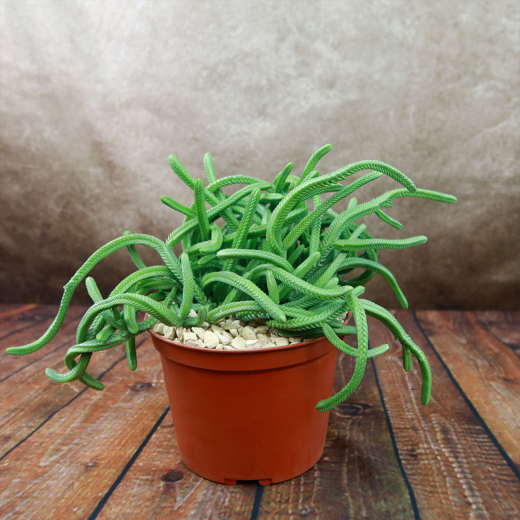 Giant Watch Chain Succulent ‘Crassula imperialis’
