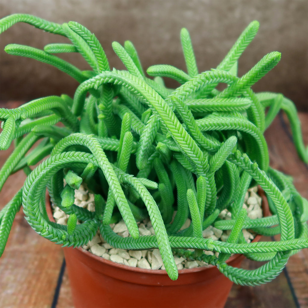 Giant Watch Chain Succulent ‘Crassula imperialis’