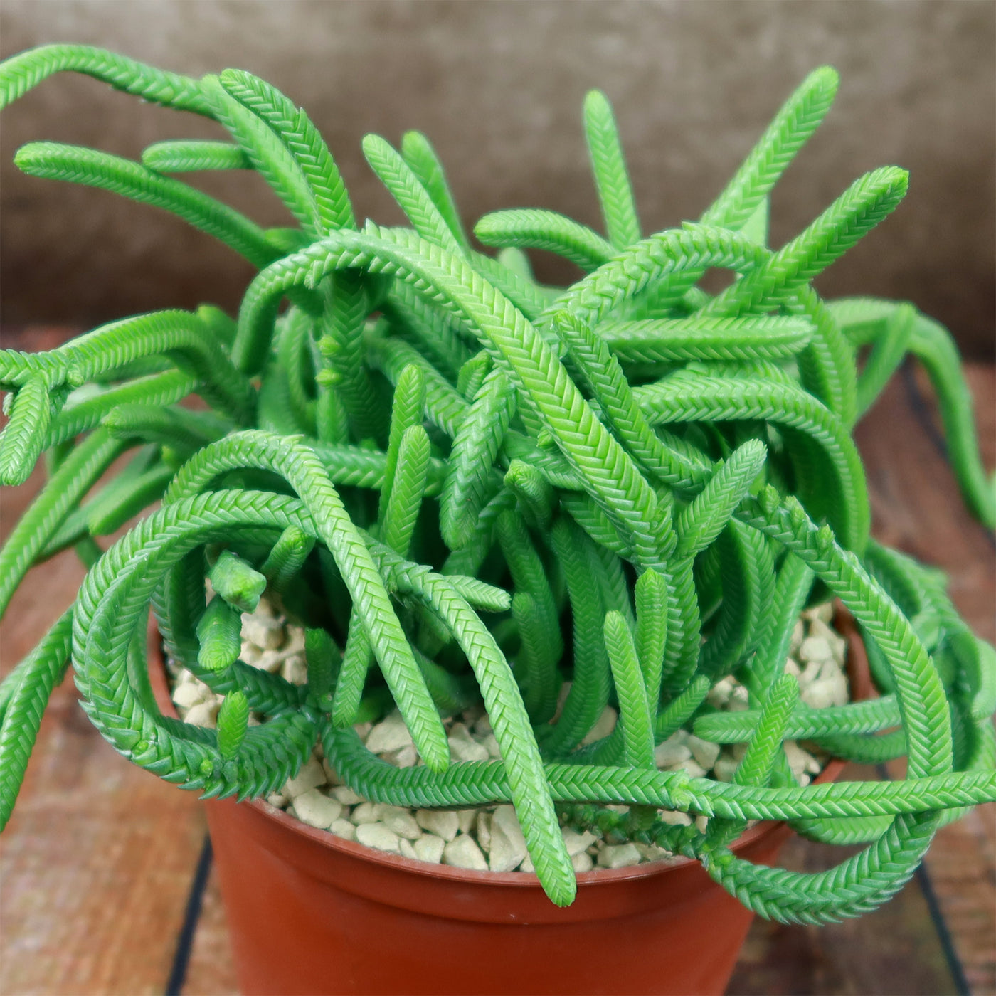 water chain succulent Shop 'Crassula imperialis – Giant Watch Chain Succulent' Care and Info