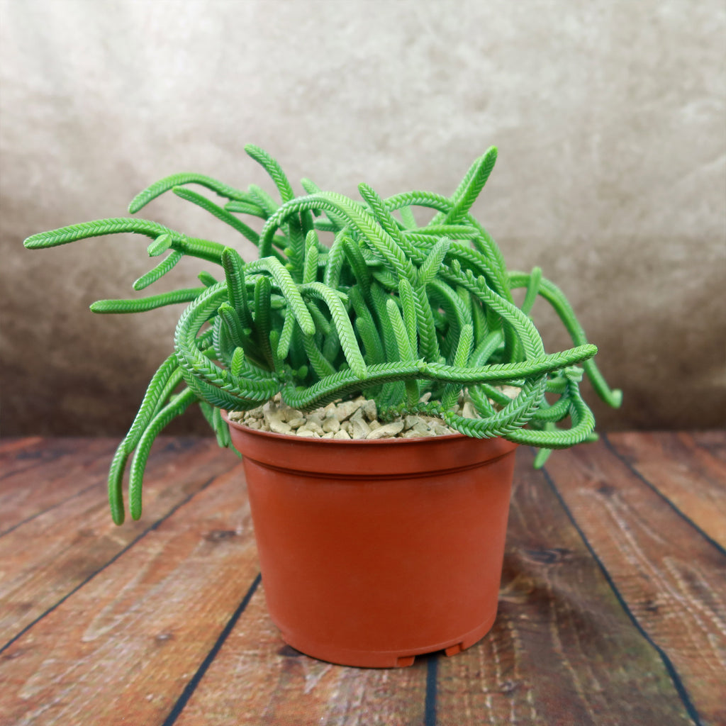 Giant Watch Chain Succulent ‘Crassula imperialis’