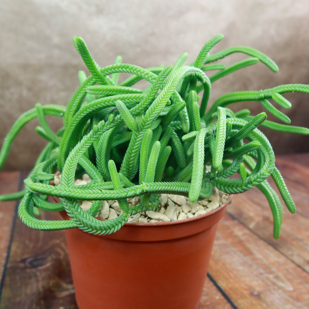 Giant Watch Chain Succulent ‘Crassula imperialis’
