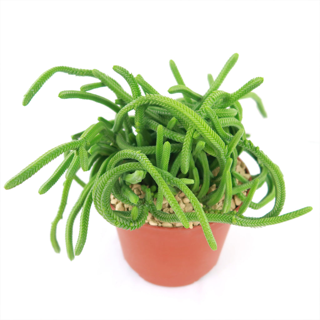 Giant Watch Chain Succulent ‘Crassula imperialis’