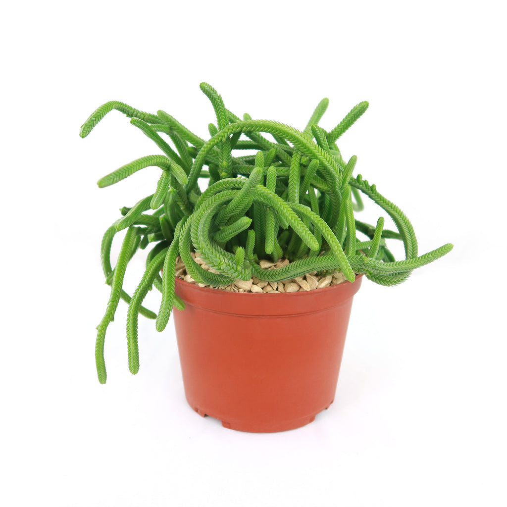 Giant Watch Chain Succulent ‘Crassula imperialis’