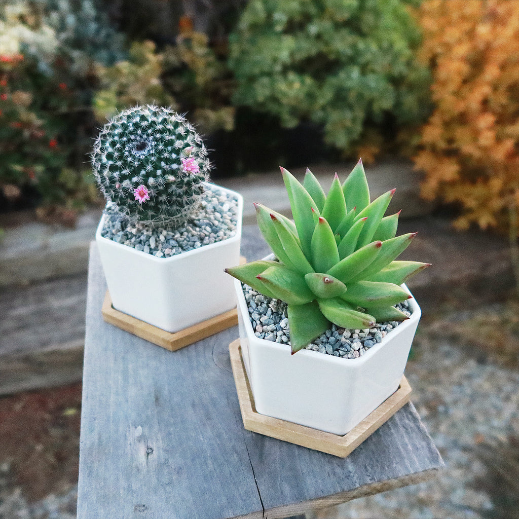Gift White Ceramic Succulent Planters with Bamboo Tray with Cactus or Succulent