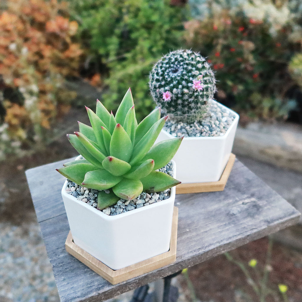 Gift White Ceramic Succulent Planters with Bamboo Tray with Cactus or Succulent