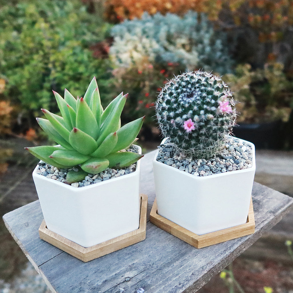 Gift White Ceramic Succulent Planters with Bamboo Tray with Cactus or Succulent