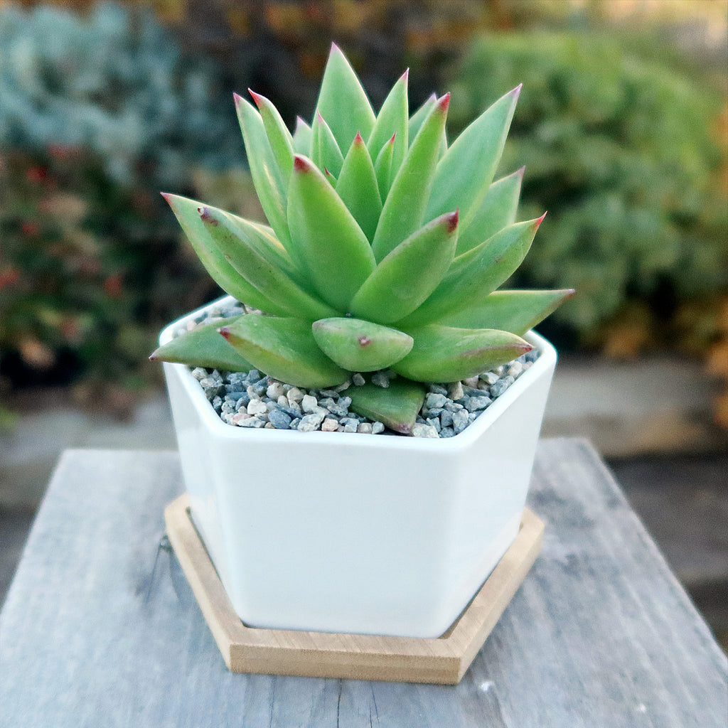 Gift White Ceramic Succulent Planters with Bamboo Tray with Cactus or Succulent