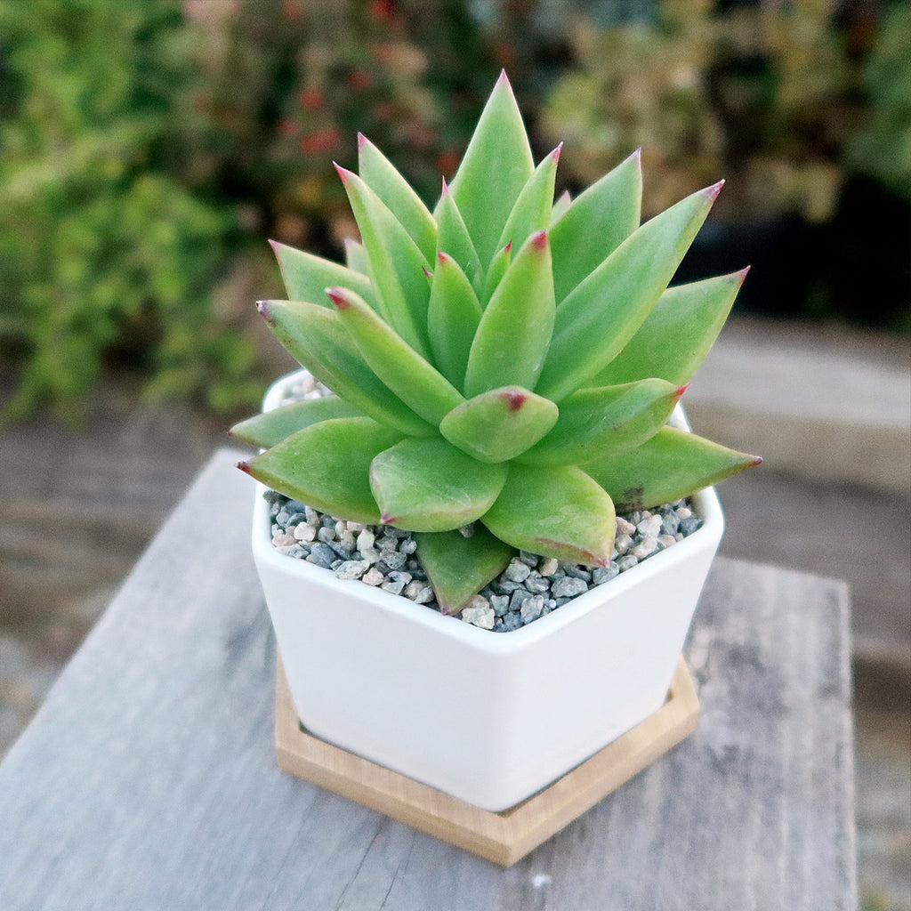 Gift White Ceramic Succulent Planters with Bamboo Tray with Cactus or Succulent