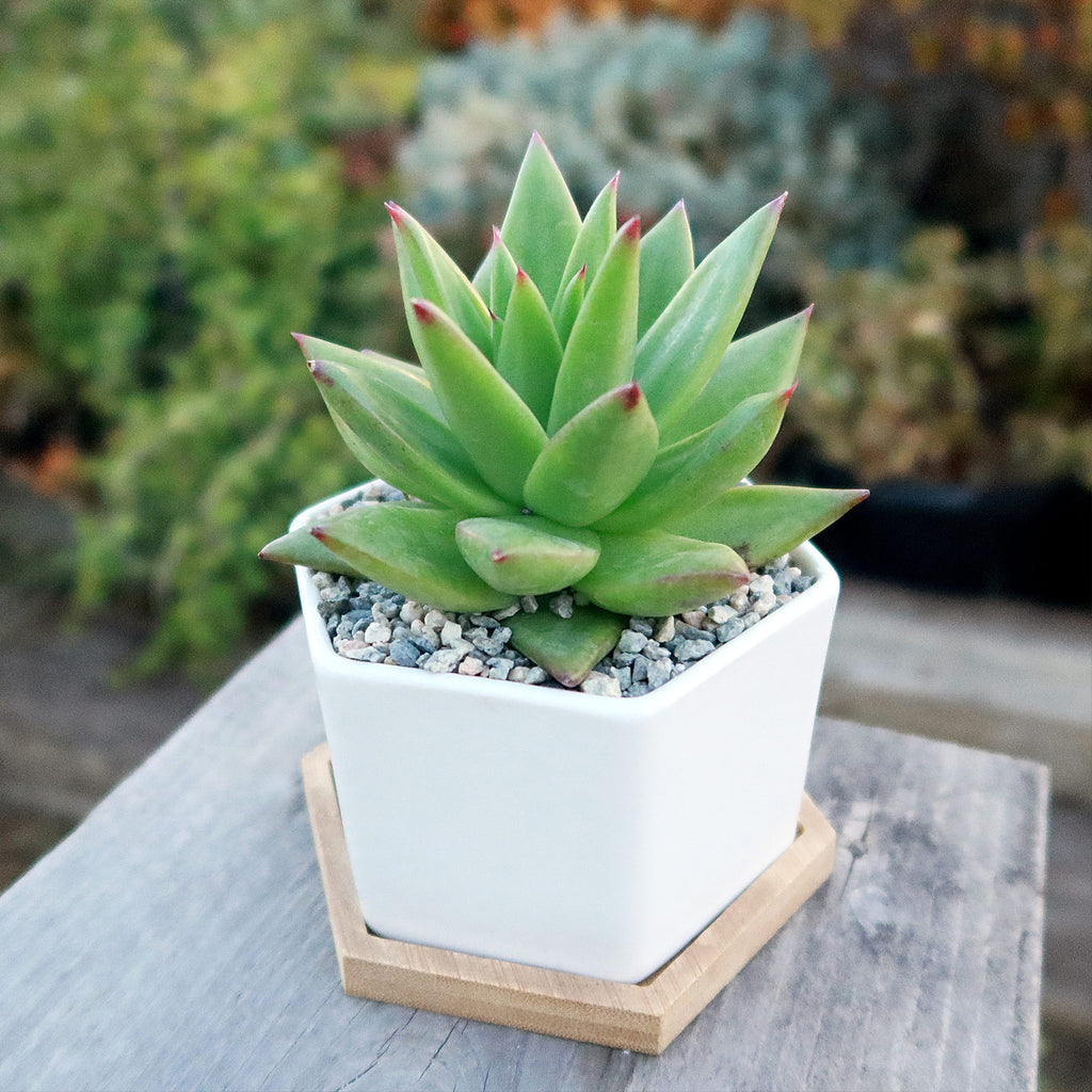 Gift White Ceramic Succulent Planters with Bamboo Tray with Cactus or Succulent