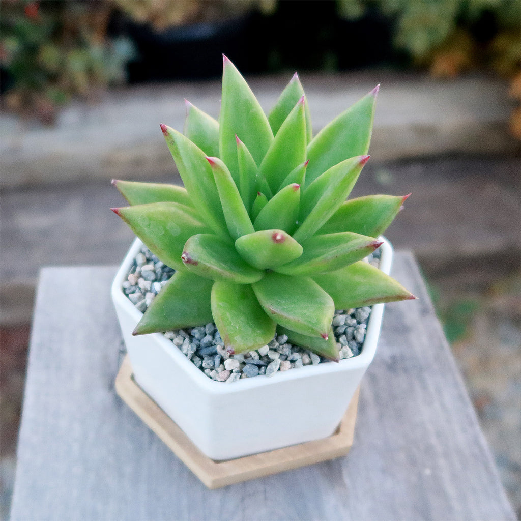 Gift White Ceramic Succulent Planters with Bamboo Tray with Cactus or Succulent