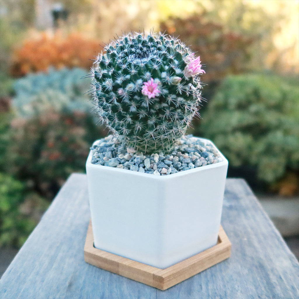 Gift White Ceramic Succulent Planters with Bamboo Tray with Cactus or Succulent