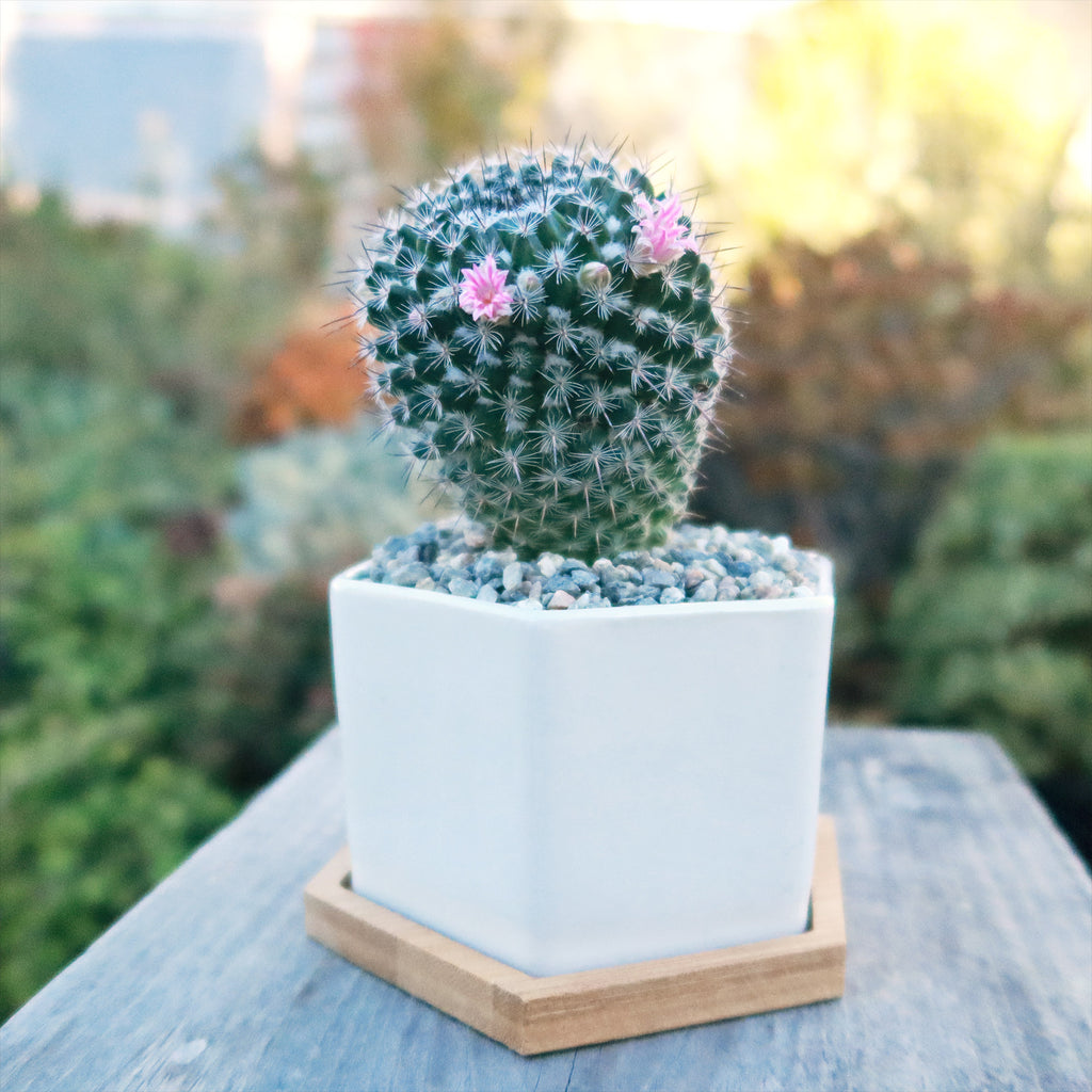 Gift White Ceramic Succulent Planters with Bamboo Tray with Cactus or Succulent