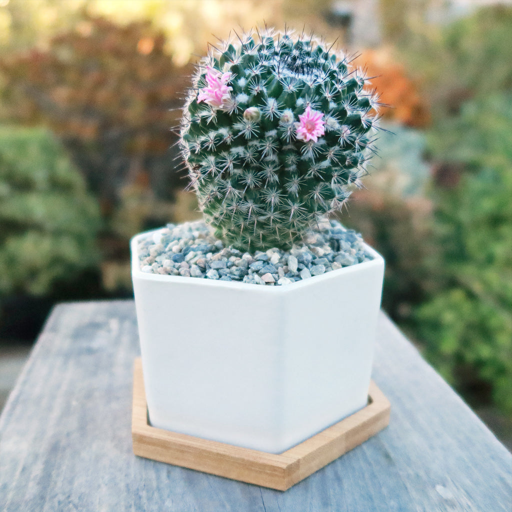 Gift White Ceramic Succulent Planters with Bamboo Tray with Cactus or Succulent