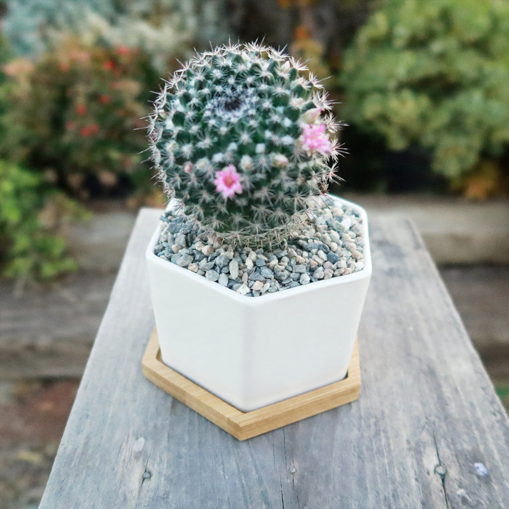 Gift White Ceramic Succulent Planters with Bamboo Tray with Cactus or Succulent