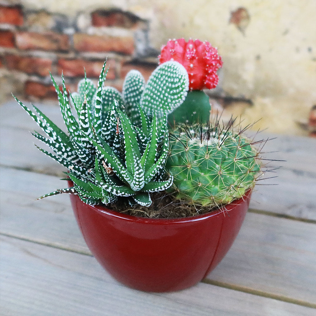 Gift 3 Cacti & 1 Succulent Assorted Ceramic Bowl Planters