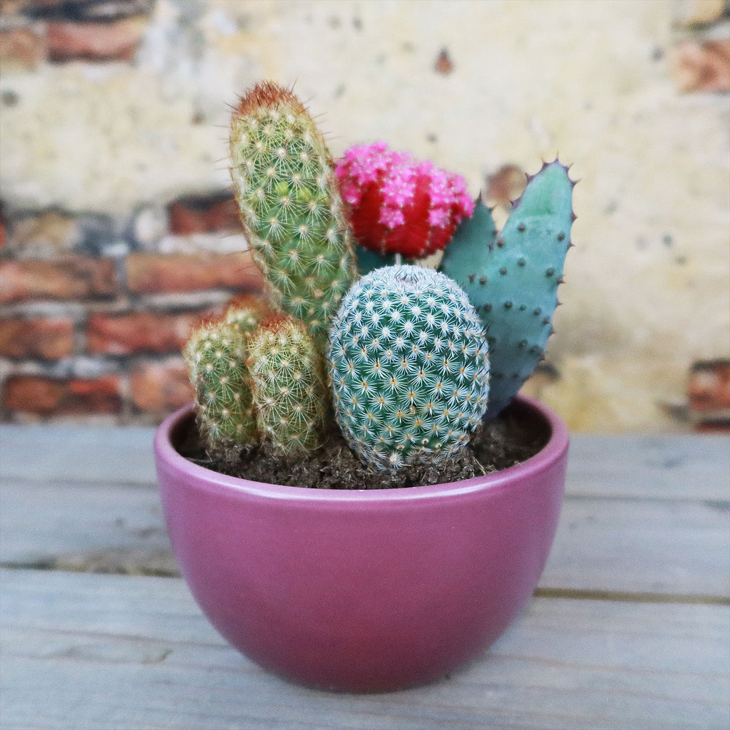 Gift 3 Cacti & 1 Succulent Assorted Ceramic Bowl Planters