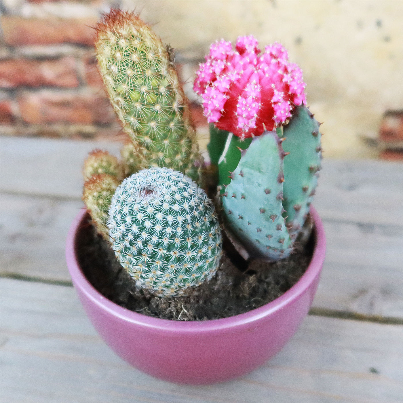 assorted plants in one pot Gift 3 Cacti & 1 Succulent Assorted Ceramic Bowl Planters 5.25"Pot / Dark Red