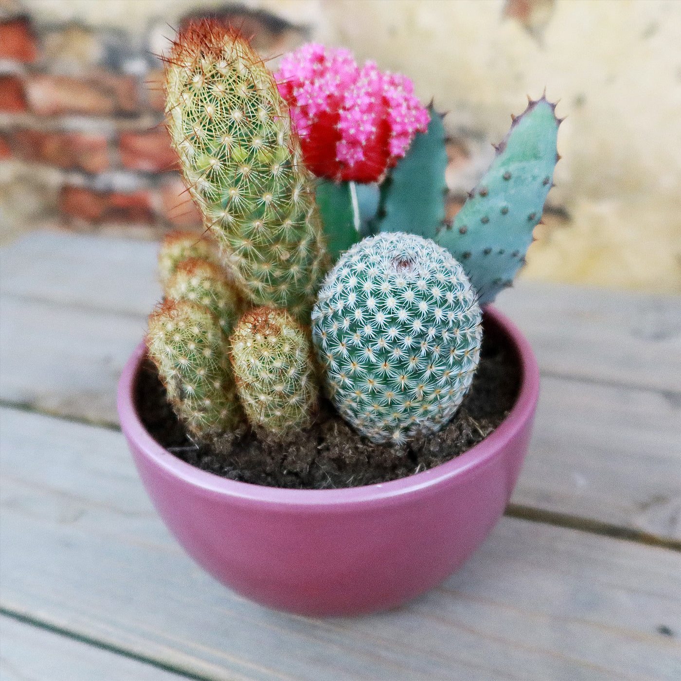 set of three succulents Gift 3 Cacti & 1 Succulent Assorted Ceramic Bowl Planters 5.25"Pot / Dark Red