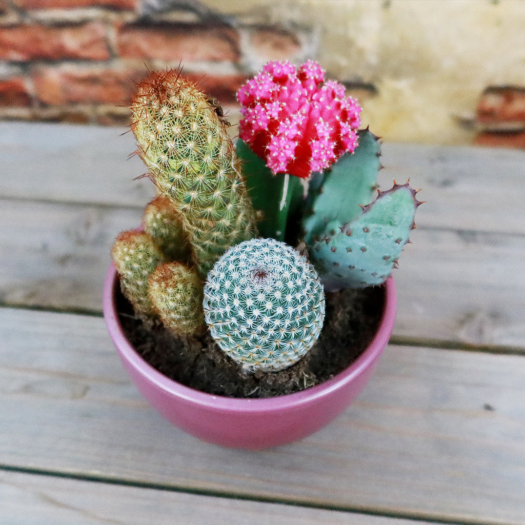 Gift 3 Cacti & 1 Succulent Assorted Ceramic Bowl Planters