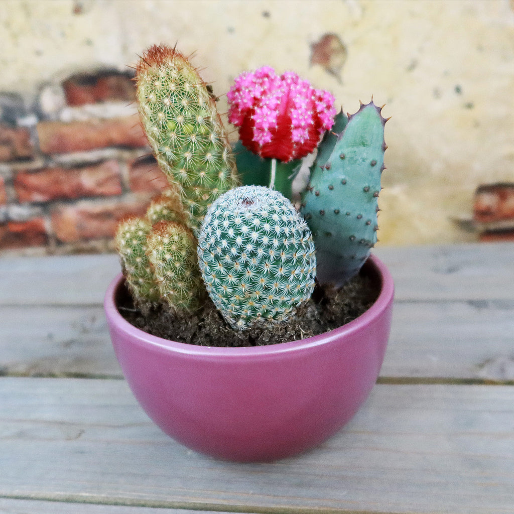 Gift 3 Cacti & 1 Succulent Assorted Ceramic Bowl Planters