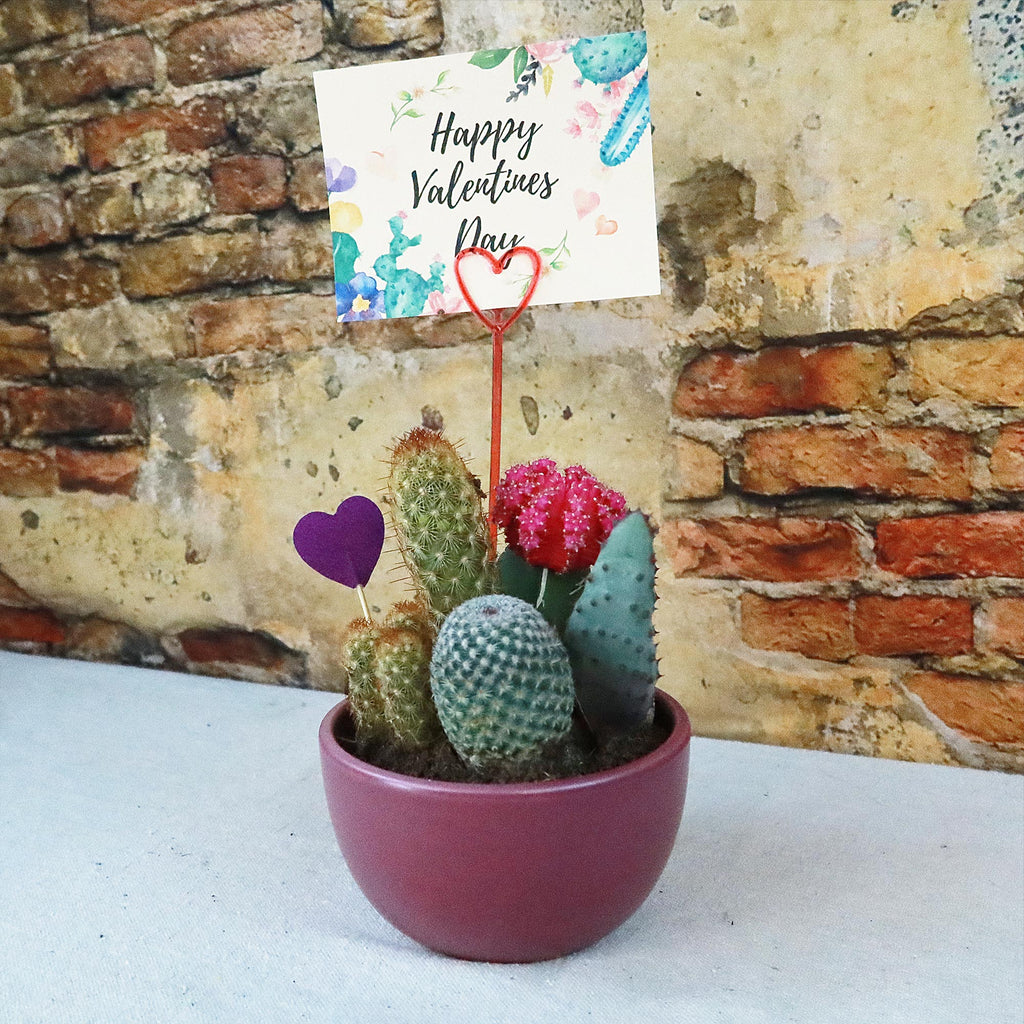 Gift 3 Cacti & 1 Succulent Assorted Ceramic Bowl Planters