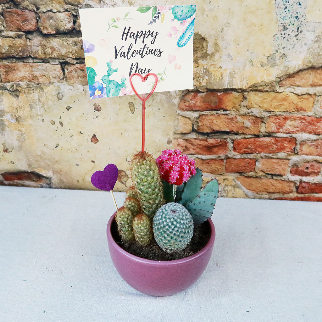 Gift 3 Cacti & 1 Succulent Assorted Ceramic Bowl Planters